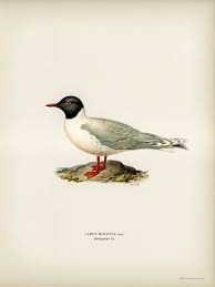 Attēlu rezultāti vaicājumam “Larus minutus”