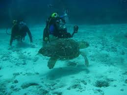 Image result for Seabug Divers