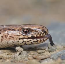 Attēlu rezultāti vaicājumam “Anguis fragilis”