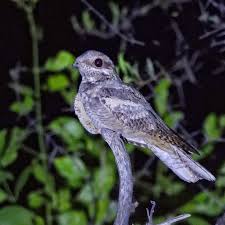 Attēlu rezultāti vaicājumam “Caprimulgus europaeus adult”