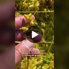 Attēlu rezultāti vaicājumam “Scheuchzeria palustris fruit”