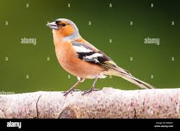 Attēlu rezultāti vaicājumam “Fringilla coelebs male”