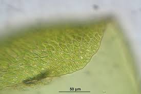 Attēlu rezultāti vaicājumam “Straminergon stramineum”