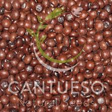 Attēlu rezultāti vaicājumam “Scirpus sylvaticus fruit”