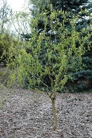 Attēlu rezultāti vaicājumam “Salix”