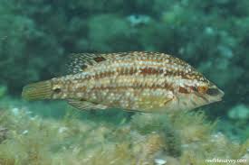 Image result for Symphodus bailloni