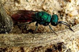 Attēlu rezultāti vaicājumam “Chrysididae”