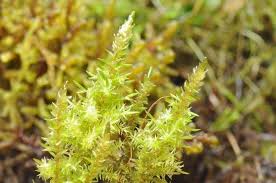 Attēlu rezultāti vaicājumam “Calliergon megalophyllum”