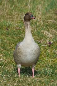 Attēlu rezultāti vaicājumam “Anser brachyrhynchus”