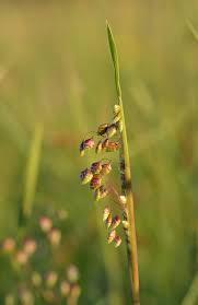 Attēlu rezultāti vaicājumam “Briza media fruit”