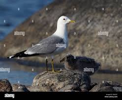 Attēlu rezultāti vaicājumam “Larus canus adult”