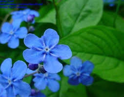 Image result for Omphalodes verna