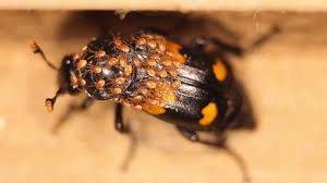 Attēlu rezultāti vaicājumam “Diachea muscorum macro”