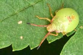 Attēlu rezultāti vaicājumam “Acanthosoma haemorrhoidale”