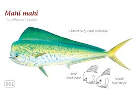 Image result for Coryphaena hippurus