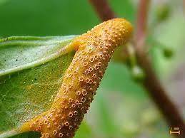 Attēlu rezultāti vaicājumam “Puccinia coronata”