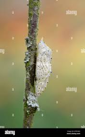 Attēlu rezultāti vaicājumam “Mamestra brassicae pupa”