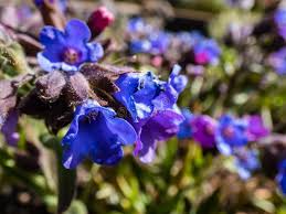 Attēlu rezultāti vaicājumam “Pulmonaria angustifolia flower”