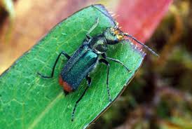 Attēlu rezultāti vaicājumam “Malachius bipustulatus”