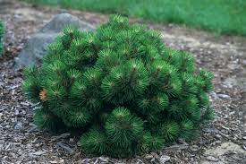 Attēlu rezultāti vaicājumam “Pinus nigra”