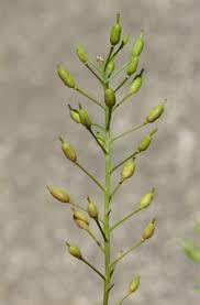 Attēlu rezultāti vaicājumam “Rorippa sylvestris”