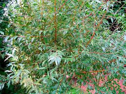 Attēlu rezultāti vaicājumam “Salix alba var. vitellina”