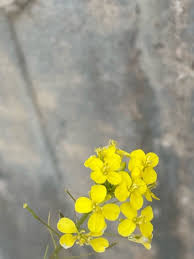 Attēlu rezultāti vaicājumam “Sisymbrium loeselii flower”