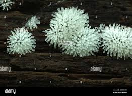 Attēlu rezultāti vaicājumam “Ceratiomyxa fruticulosa”