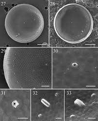 Attēlu rezultāti vaicājumam “Licea minima”