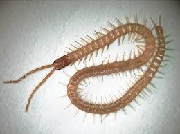 Attēlu rezultāti vaicājumam “Myriapoda”