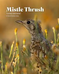 Attēlu rezultāti vaicājumam “Turdus viscivorus juvenile”