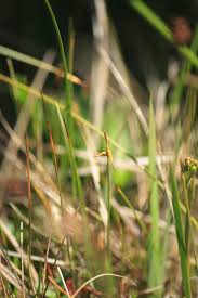 Attēlu rezultāti vaicājumam “Carex pauciflora”