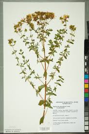 Attēlu rezultāti vaicājumam “Hypericum maculatum”