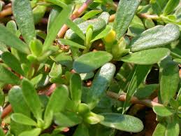 Attēlu rezultāti vaicājumam “Portulaca oleracea leaf”