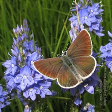 Attēlu rezultāti vaicājumam “Eumedonia eumedon”