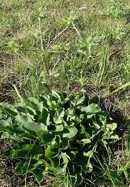 Attēlu rezultāti vaicājumam “Eryngium planum leaf”
