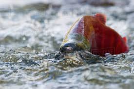 Image result for Oncorhynchus nerka