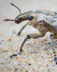 Attēlu rezultāti vaicājumam “Cleonis pigra”