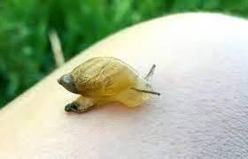 Attēlu rezultāti vaicājumam “Succinea”