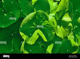 Attēlu rezultāti vaicājumam “Caltha palustris leaf”