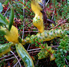 Attēlu rezultāti vaicājumam “Badhamia lilacina sessile”