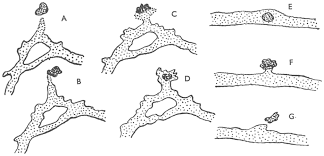 Attēlu rezultāti vaicājumam “Stemonitis herbatica plasmodium”
