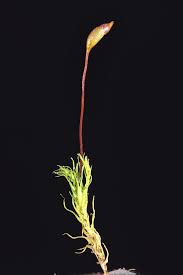 Attēlu rezultāti vaicājumam “Dicranella varia”