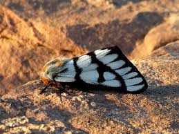 Attēlu rezultāti vaicājumam “Saturniidae”