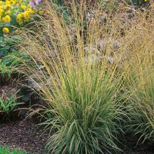 Attēlu rezultāti vaicājumam “Molinia caerulea fruit”