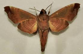 Attēlu rezultāti vaicājumam “Aphodius subterraneus imago”