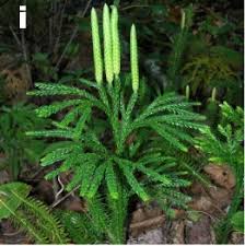 Attēlu rezultāti vaicājumam “Lycopodium dubium”