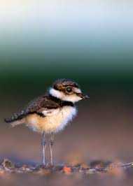 Image result for Charadrius vociferus