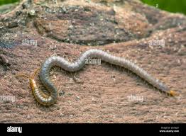 Attēlu rezultāti vaicājumam “Geophilidae”