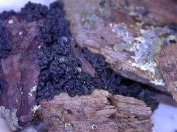 Attēlu rezultāti vaicājumam “Fuligo gyrosa spores”